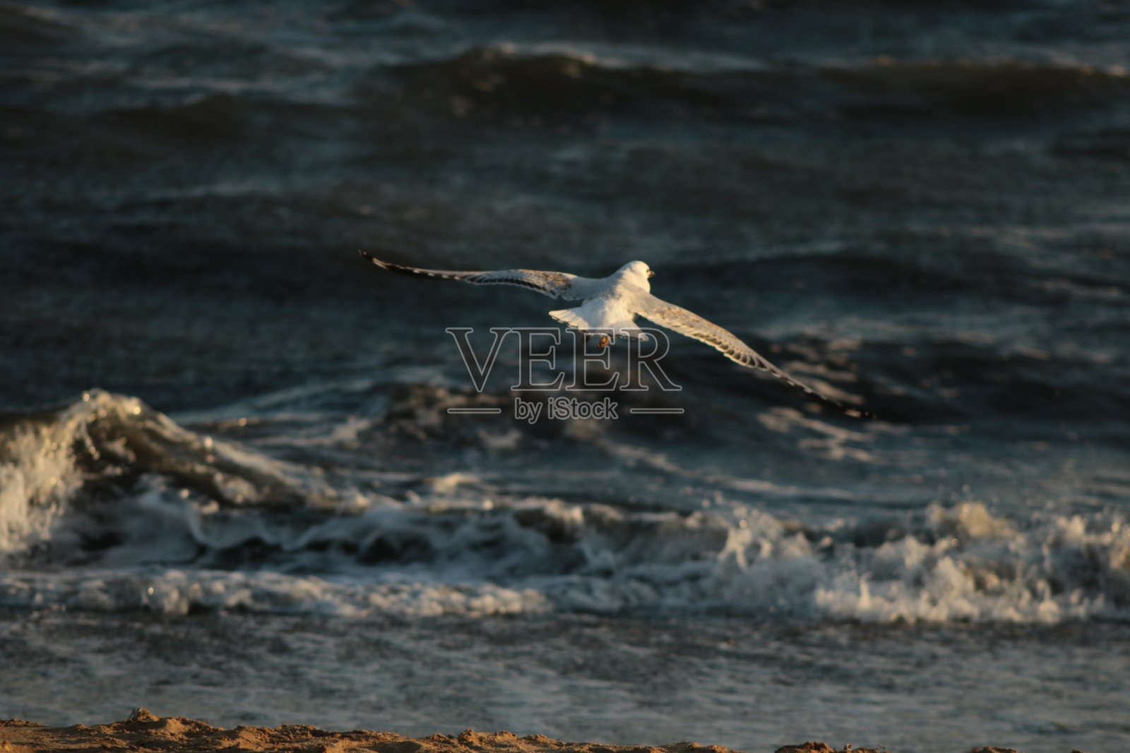 在澳大利亚海岸的一个夏日，当海浪在日落时分撞击海岸时，一只孤独的海鸥照片摄影图片