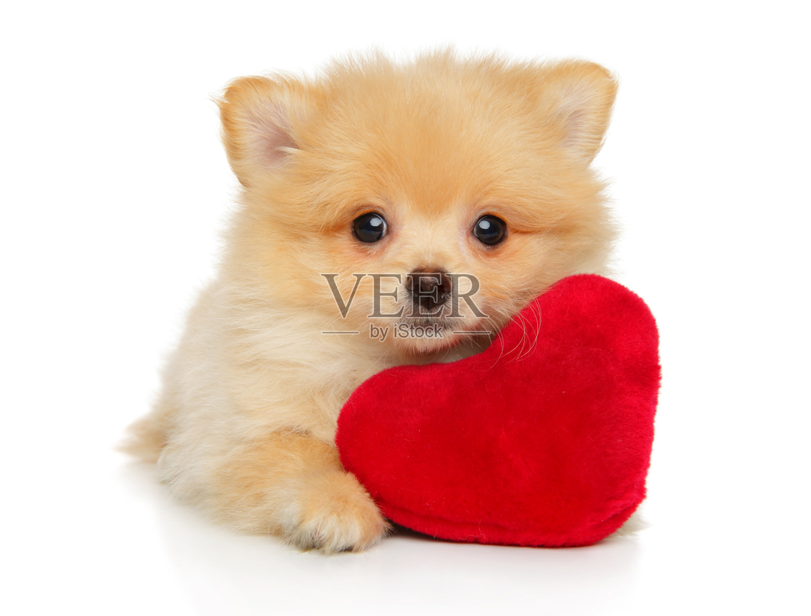 博美犬狗躺在一个红色的毛绒玩具照片摄影图片