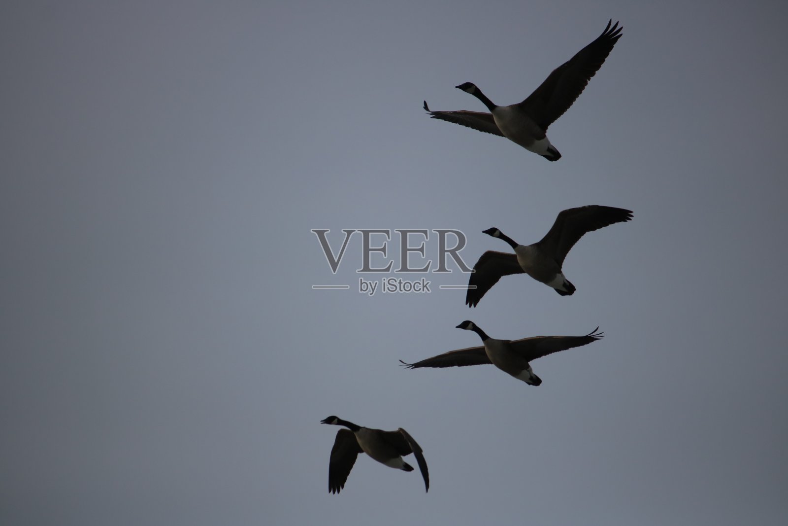 黑额黑雁轮廓照片摄影图片