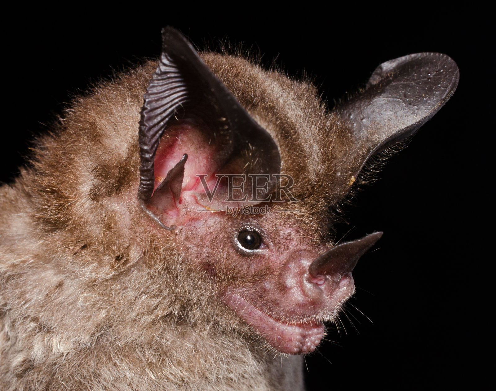 托纳蒂亚·索罗菲拉的肖像照片摄影图片