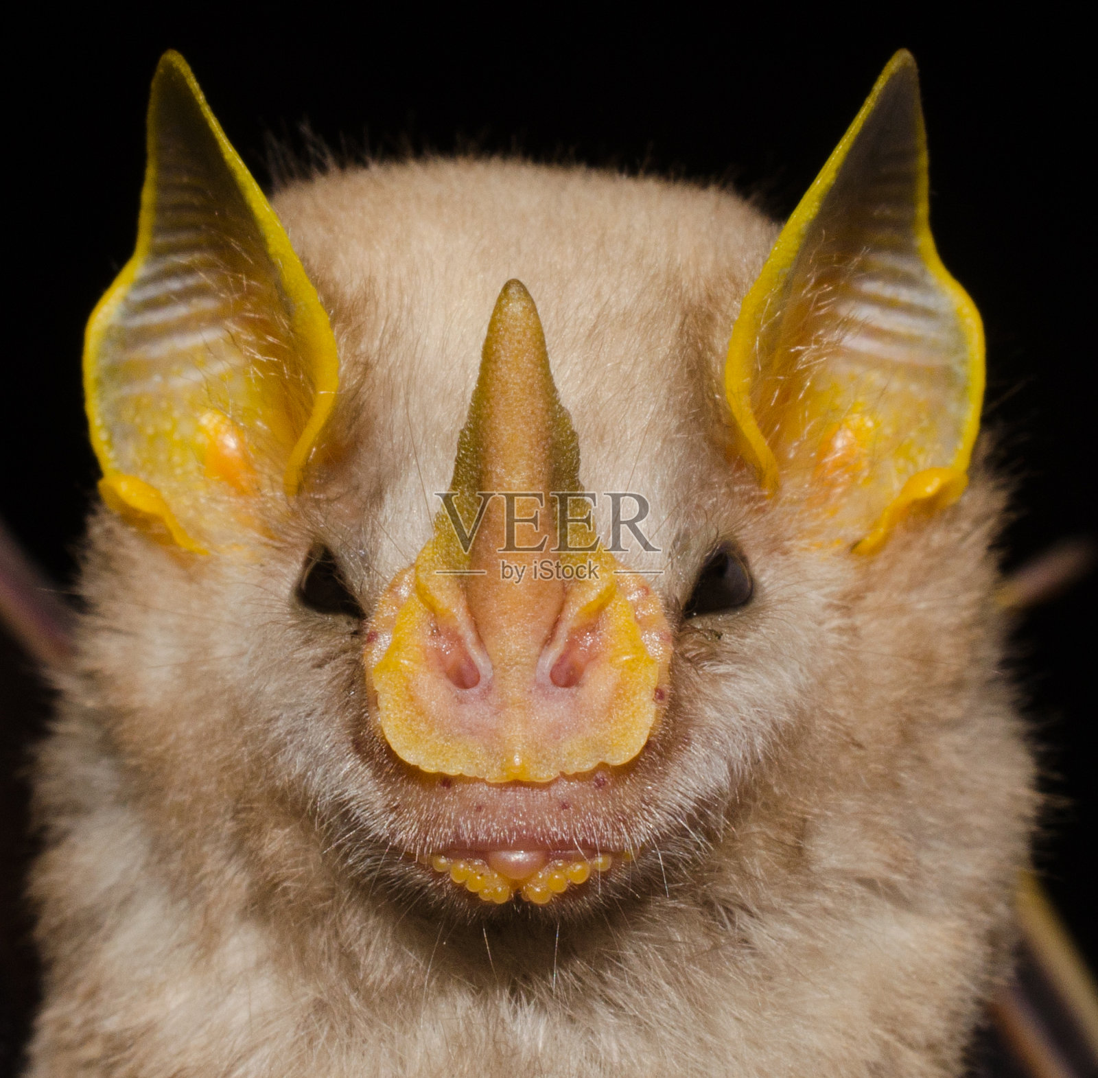 麦康奈尔蝙蝠的肖像照片摄影图片