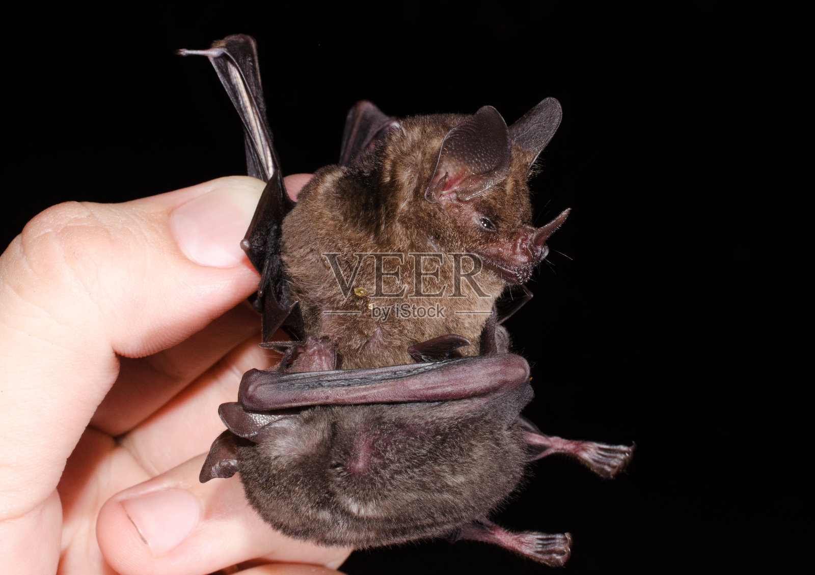 西巴的短尾蝙蝠照片摄影图片