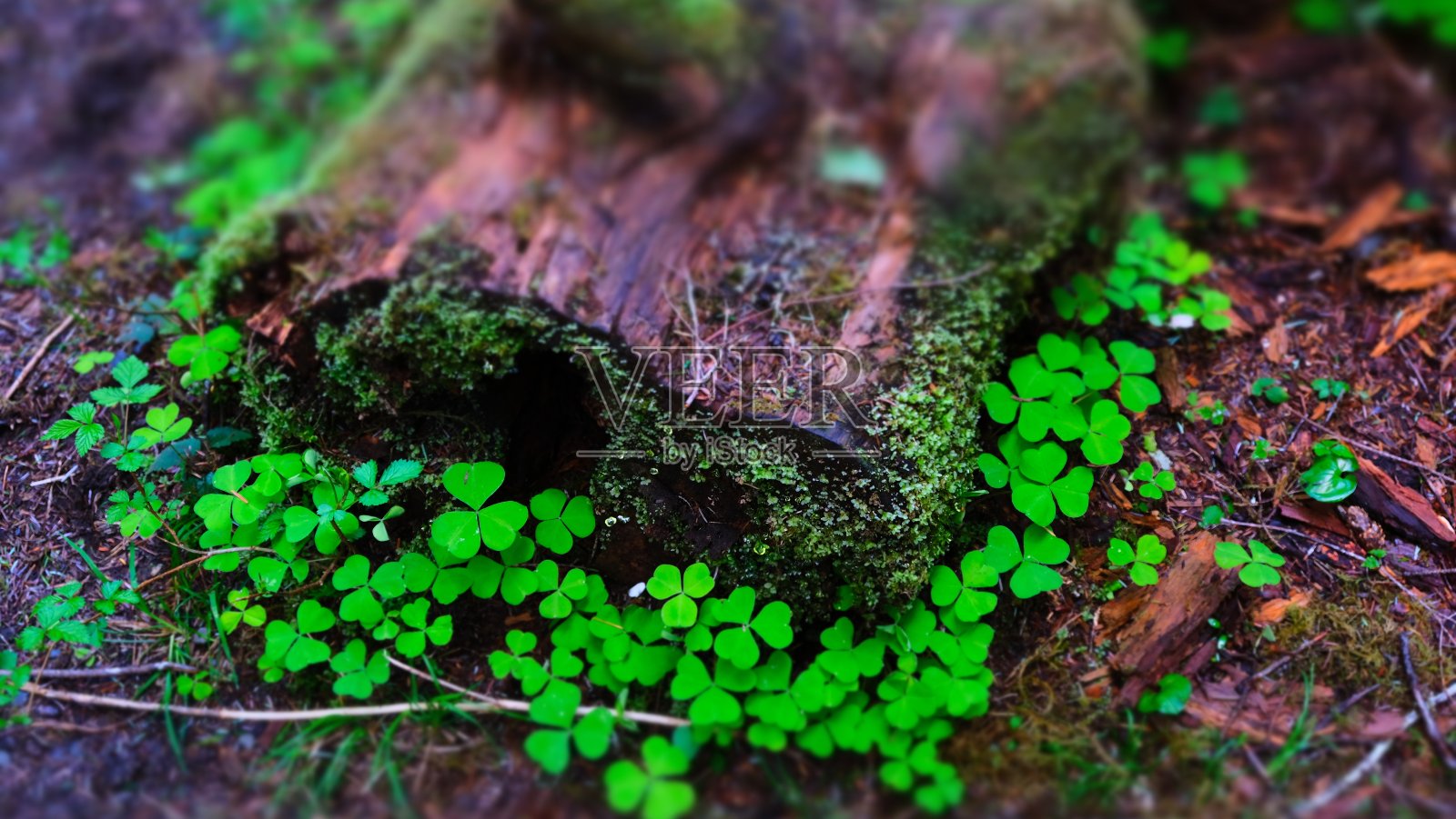 五颜六色的三叶草在苔藓树Hoh雨林，奥林匹克国家公园照片摄影图片