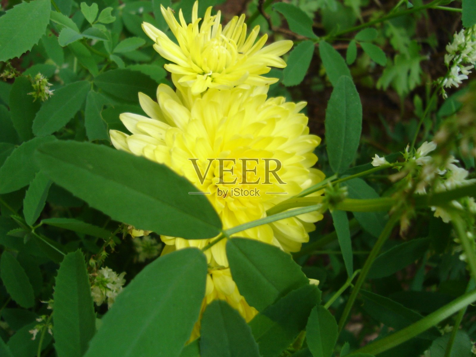 盛开的花朵色彩鲜艳照片摄影图片