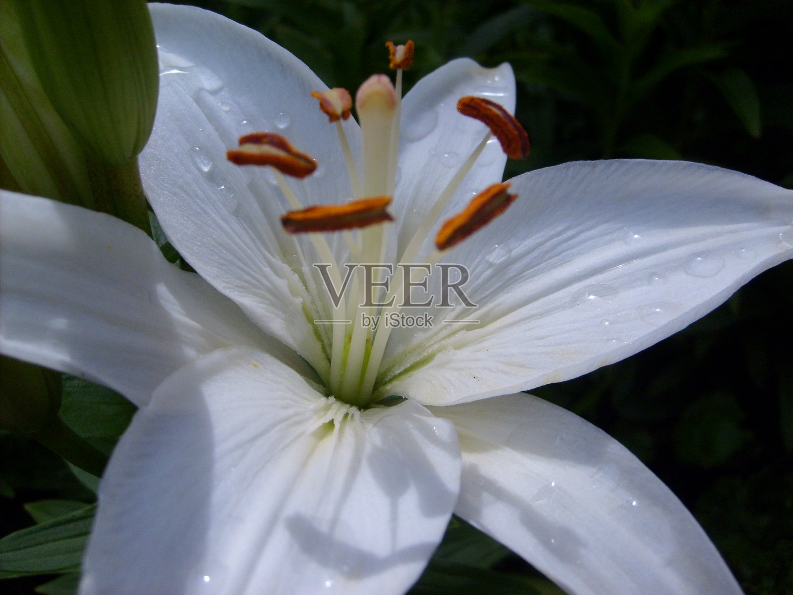 盛开的花朵色彩鲜艳照片摄影图片