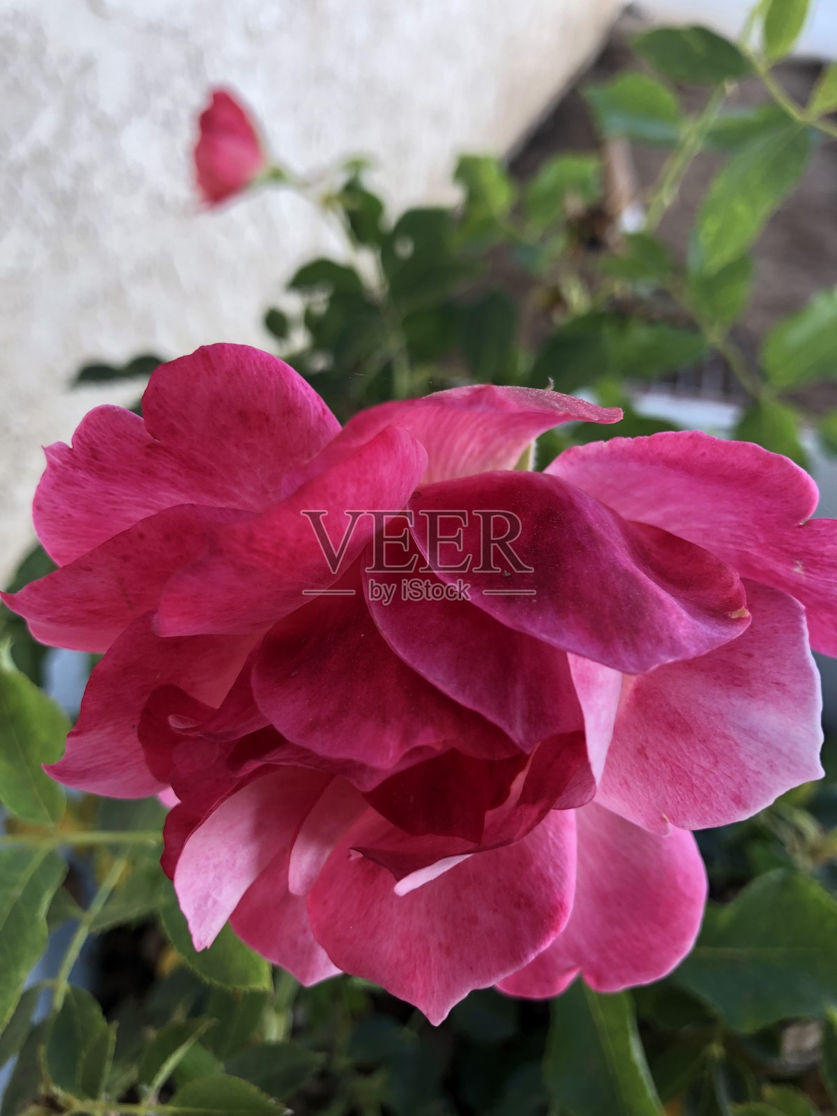 单一的玫瑰照片摄影图片