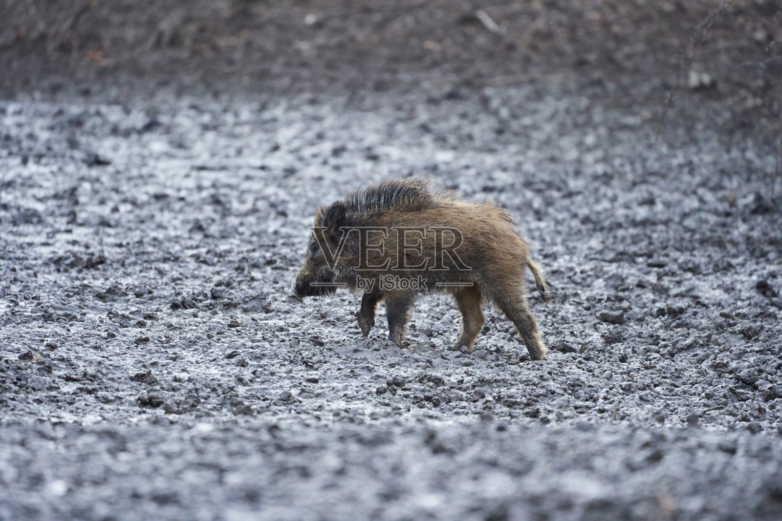 野猪在泥里乱拱照片摄影图片