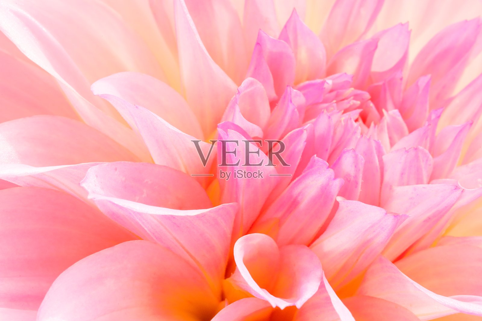 日本奈良的大丽花照片摄影图片