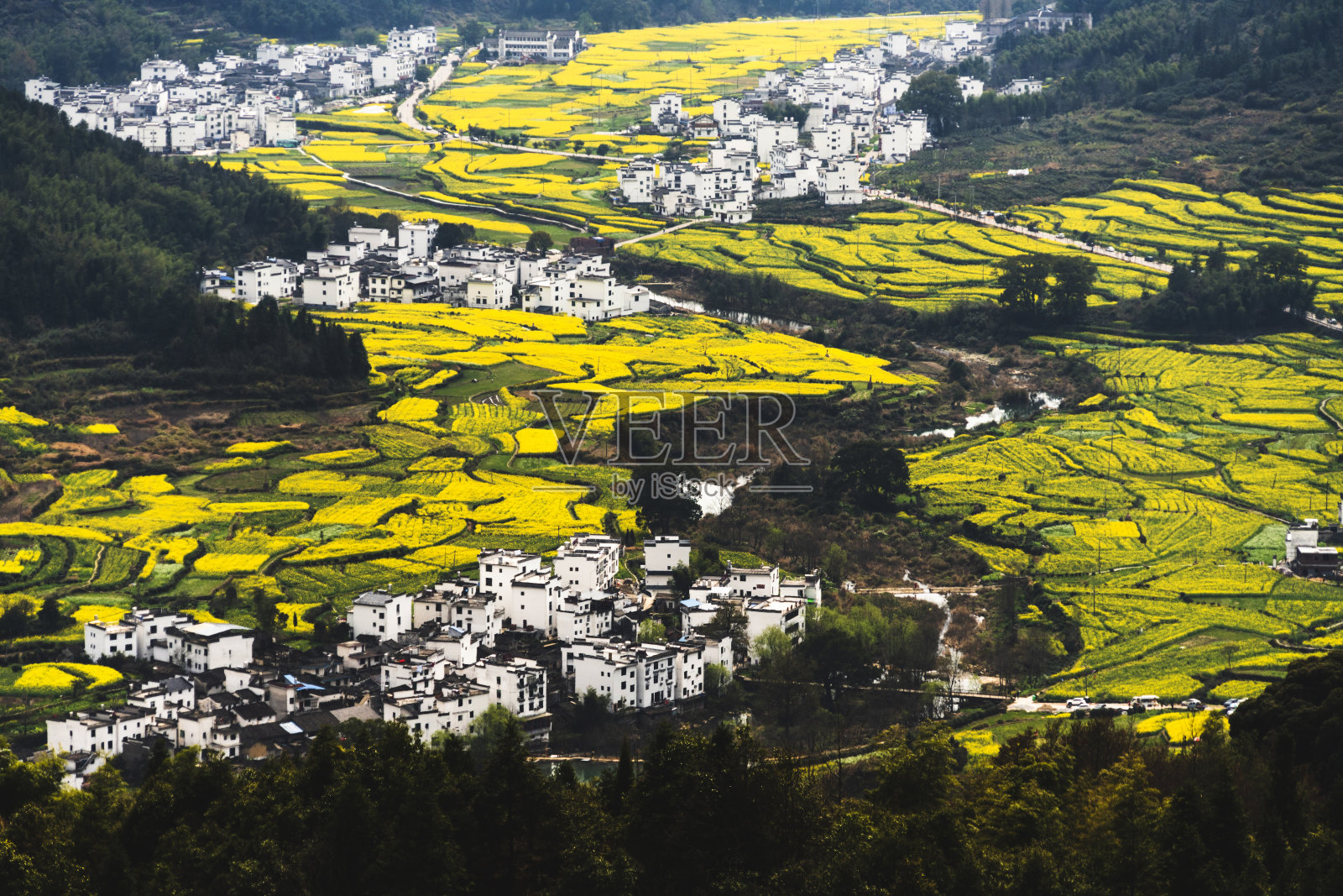 蓝蓝的油菜田。黄花油菜。为蜂蜜提供花蜜。用作动物饲料、菜籽油和生物燃料的原料。照片摄影图片