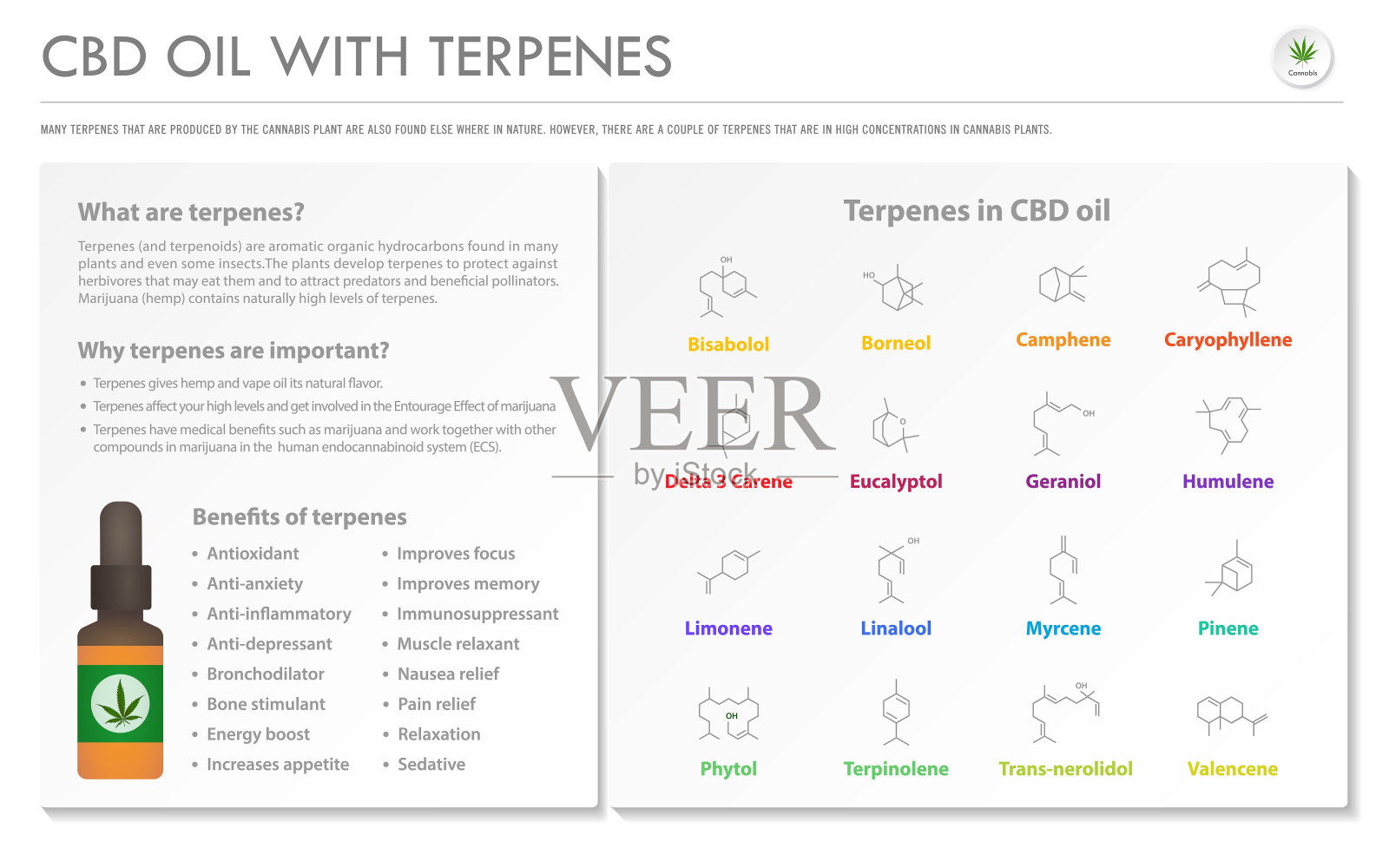 CBD油与萜烯横向商业信息图插画图片素材