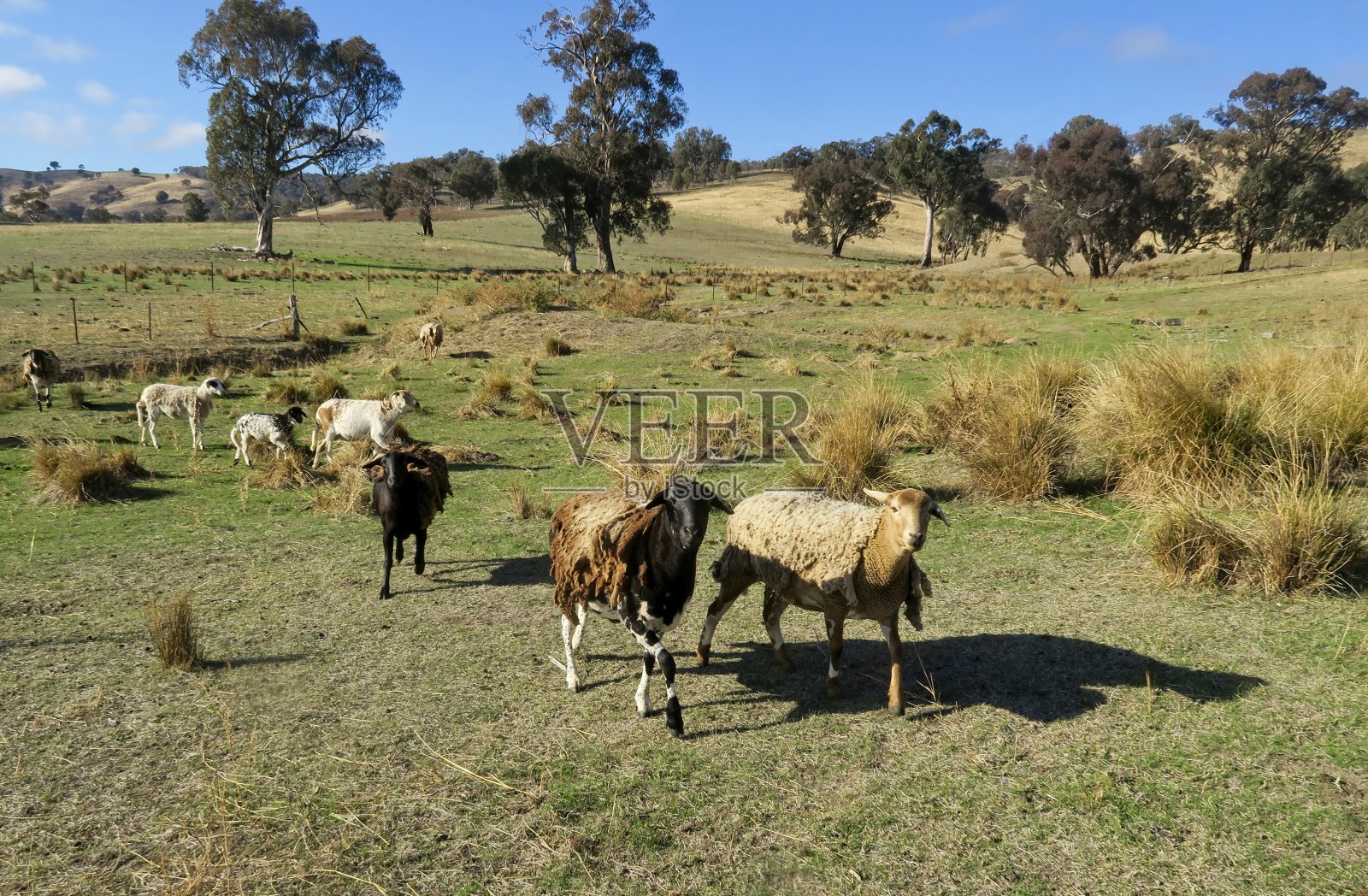 阿德拉山的杜泊绵羊照片摄影图片