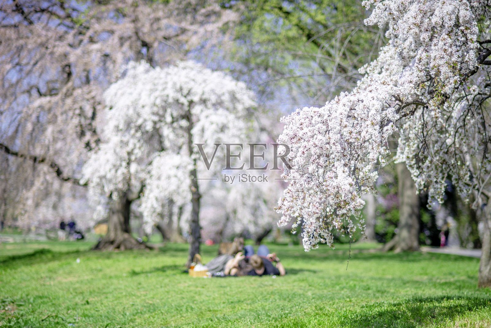 樱花照片摄影图片