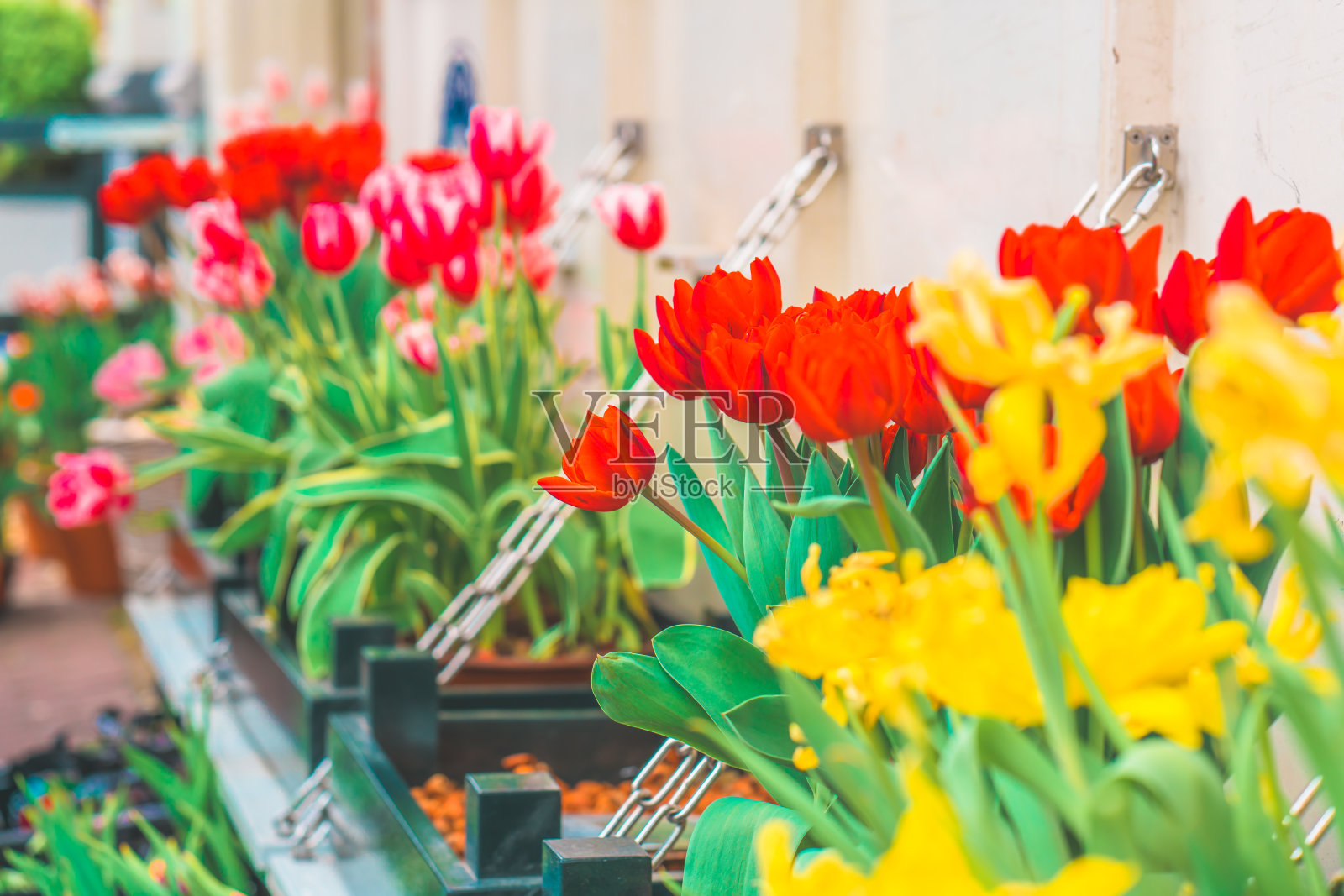 人工郁金香花照片摄影图片