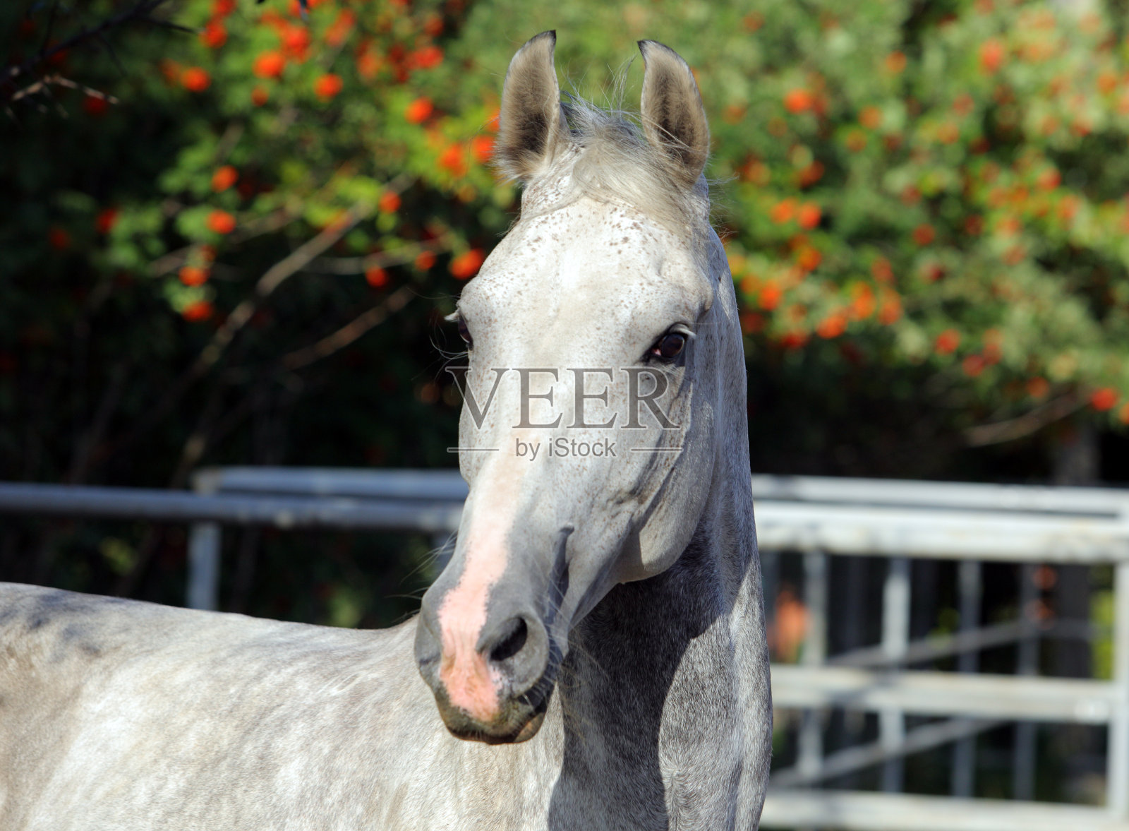 纯西班牙马或PRE，肖像对自然背景照片摄影图片