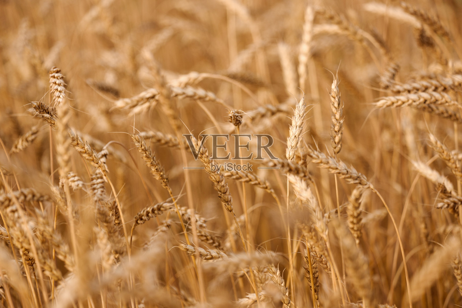 成熟的小麦穗子背景上的日落多云橙色的天空背景。特写自然照片。照片摄影图片