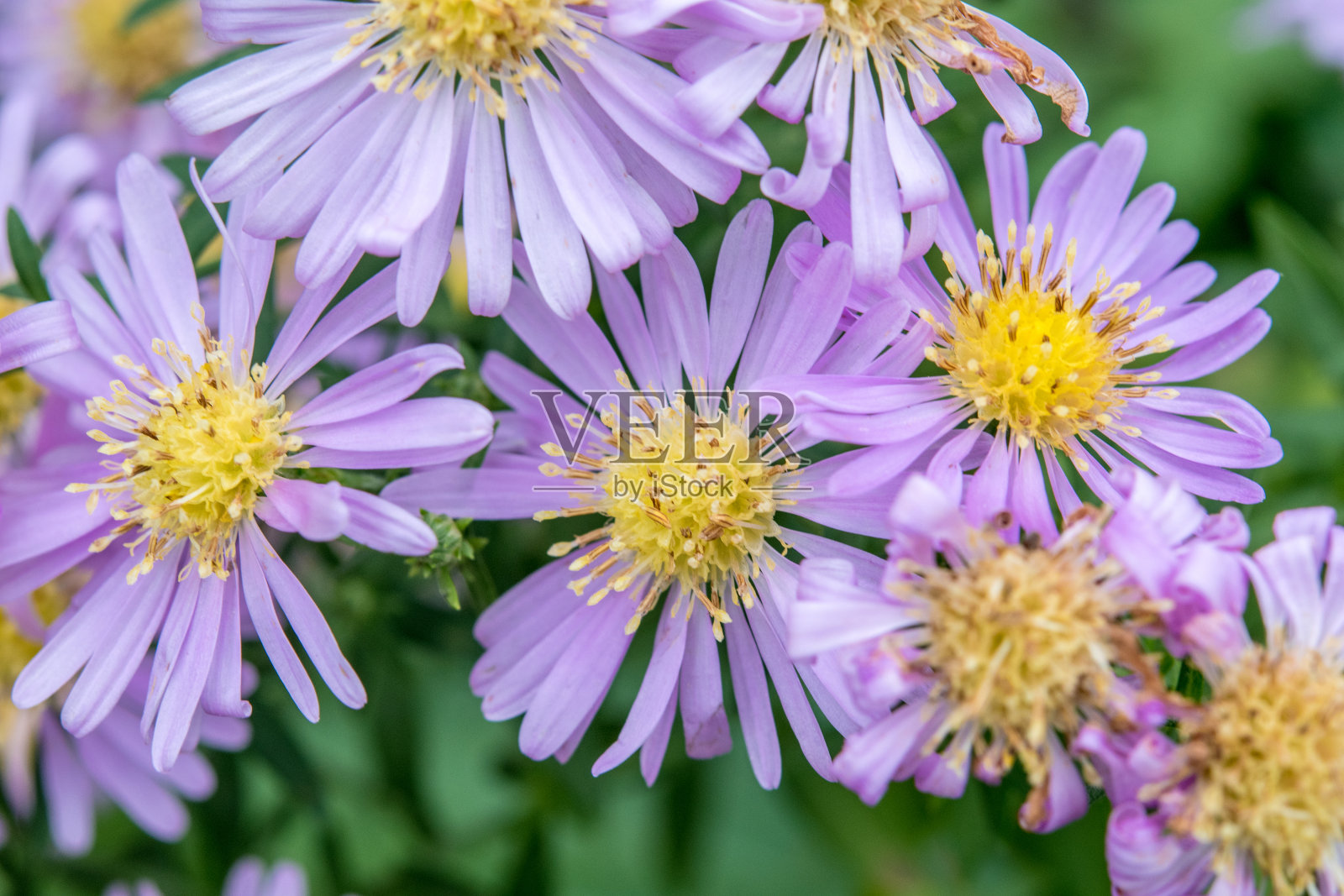 近紫菀花在秋季花园照片摄影图片