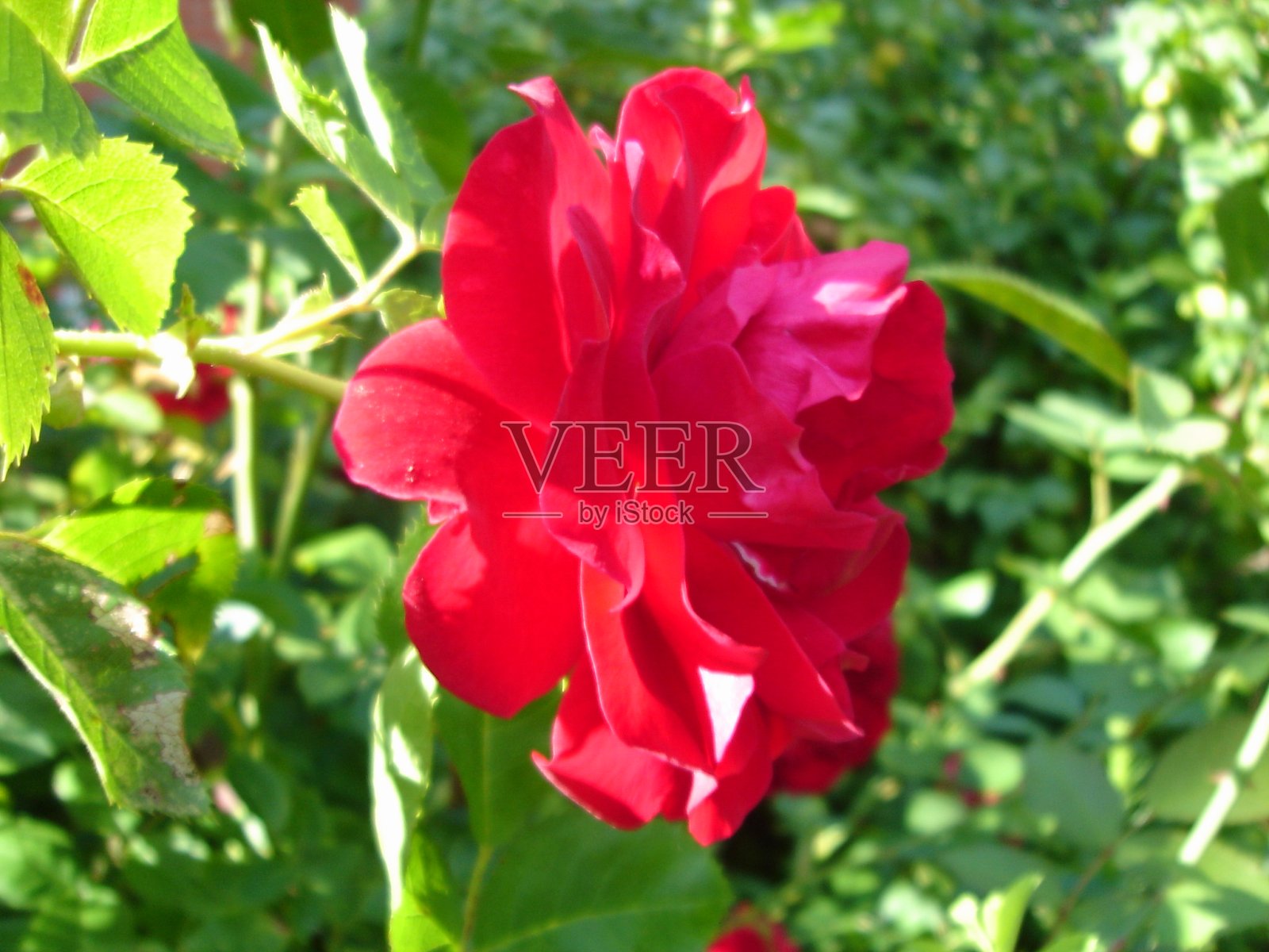 鲜艳的色彩，盛开的花朵在夏天和春天照片摄影图片