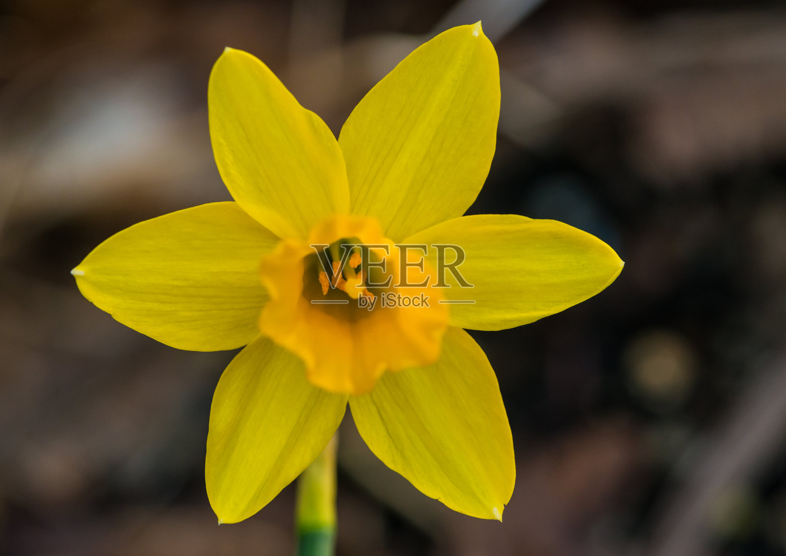 小傻瓜照片摄影图片