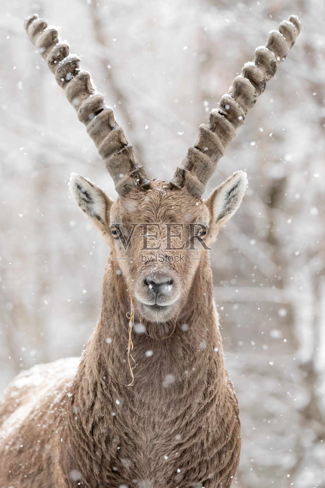 森林边缘的小野山羊(卡普拉野山羊)照片摄影图片