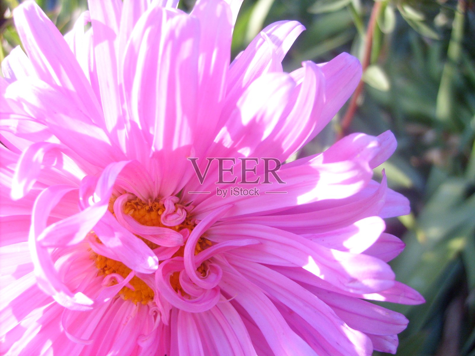 鲜艳的色彩，盛开的花朵在夏天和春天照片摄影图片