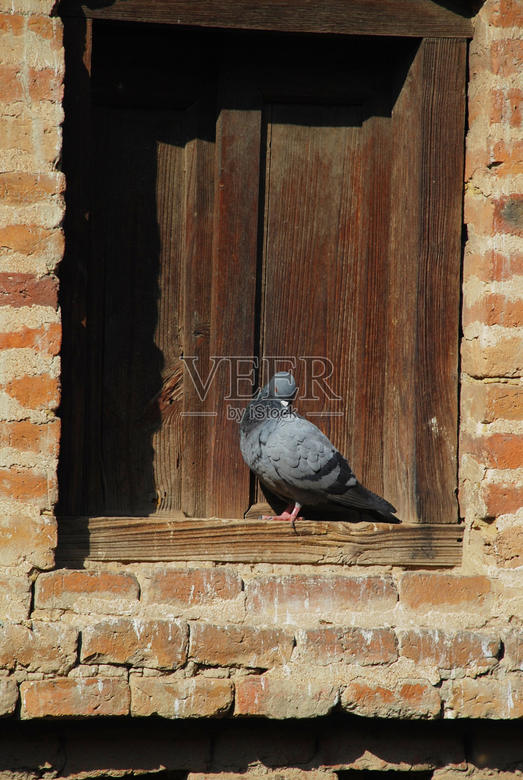 帕坦构图外的鸽子照片摄影图片