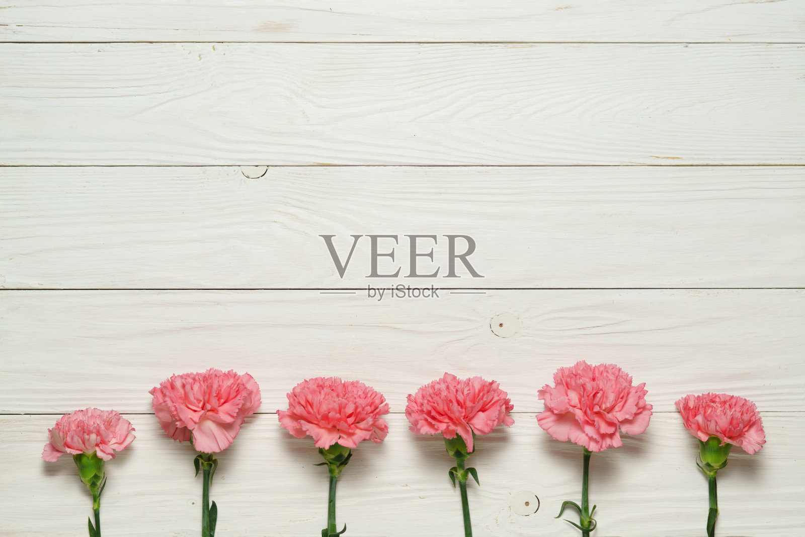 粉红色康乃馨花在白色的木材边界背景。照片摄影图片
