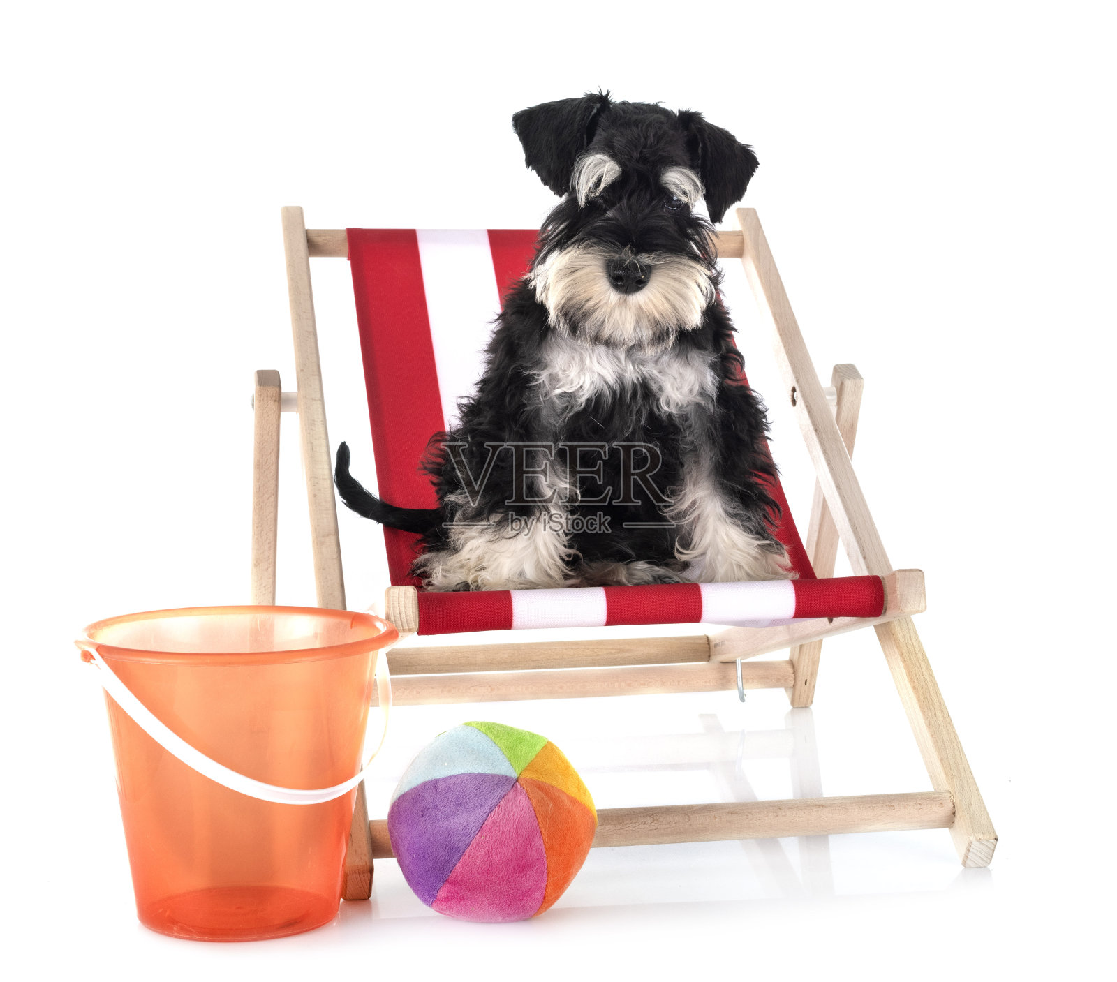 迷你雪纳瑞照片摄影图片