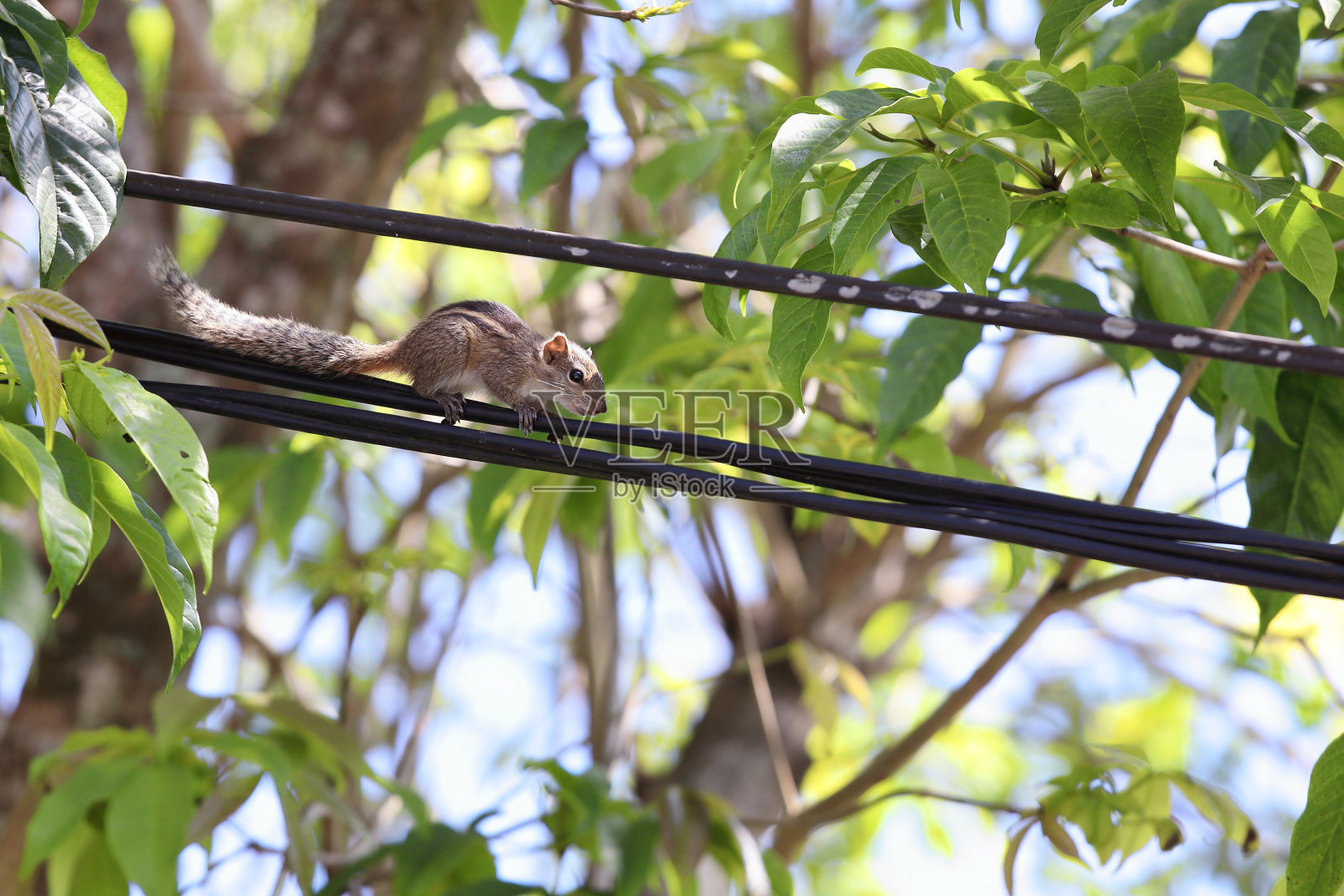 走在电线上的松鼠照片摄影图片