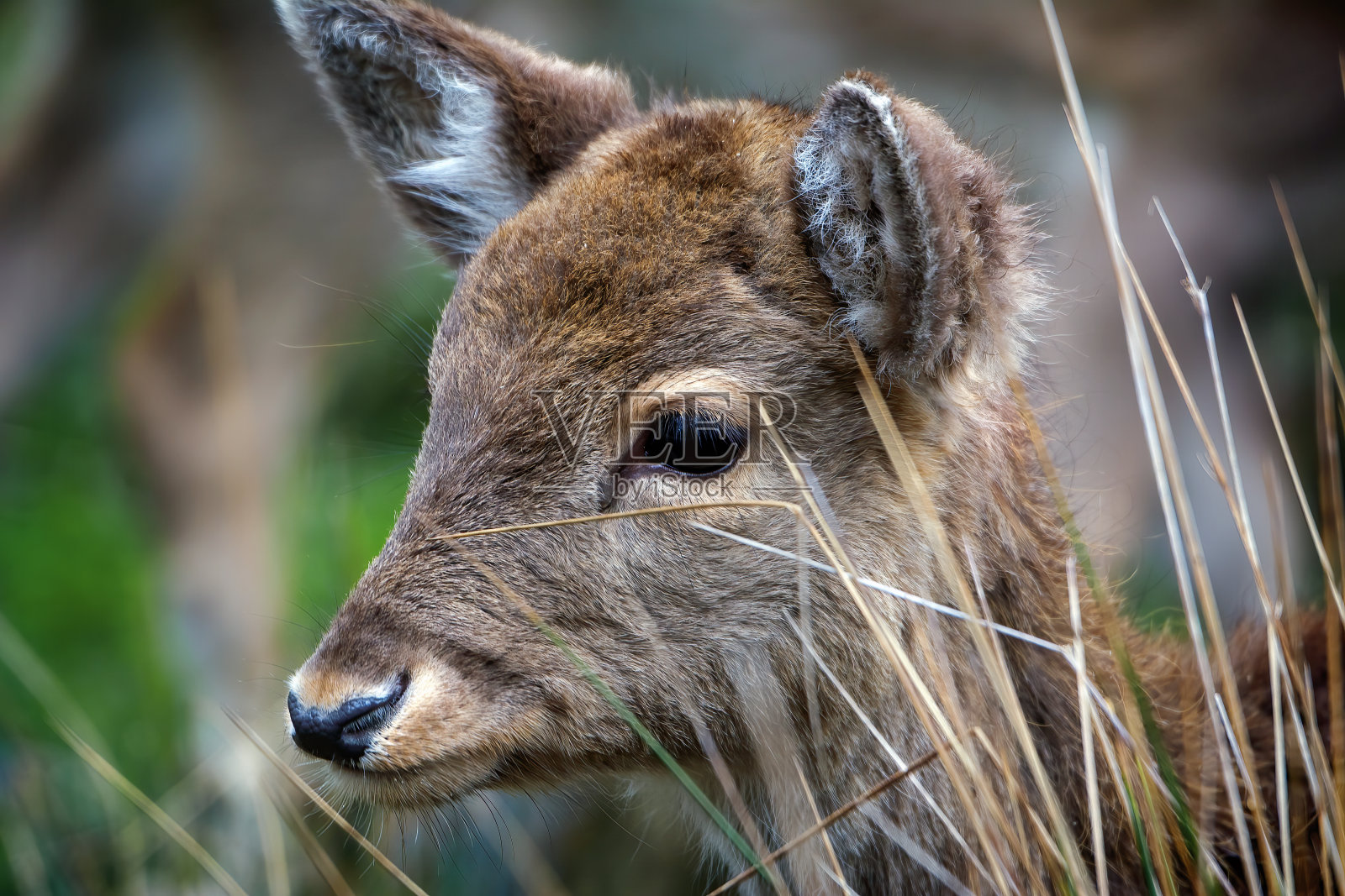 可爱的小鹿照片摄影图片