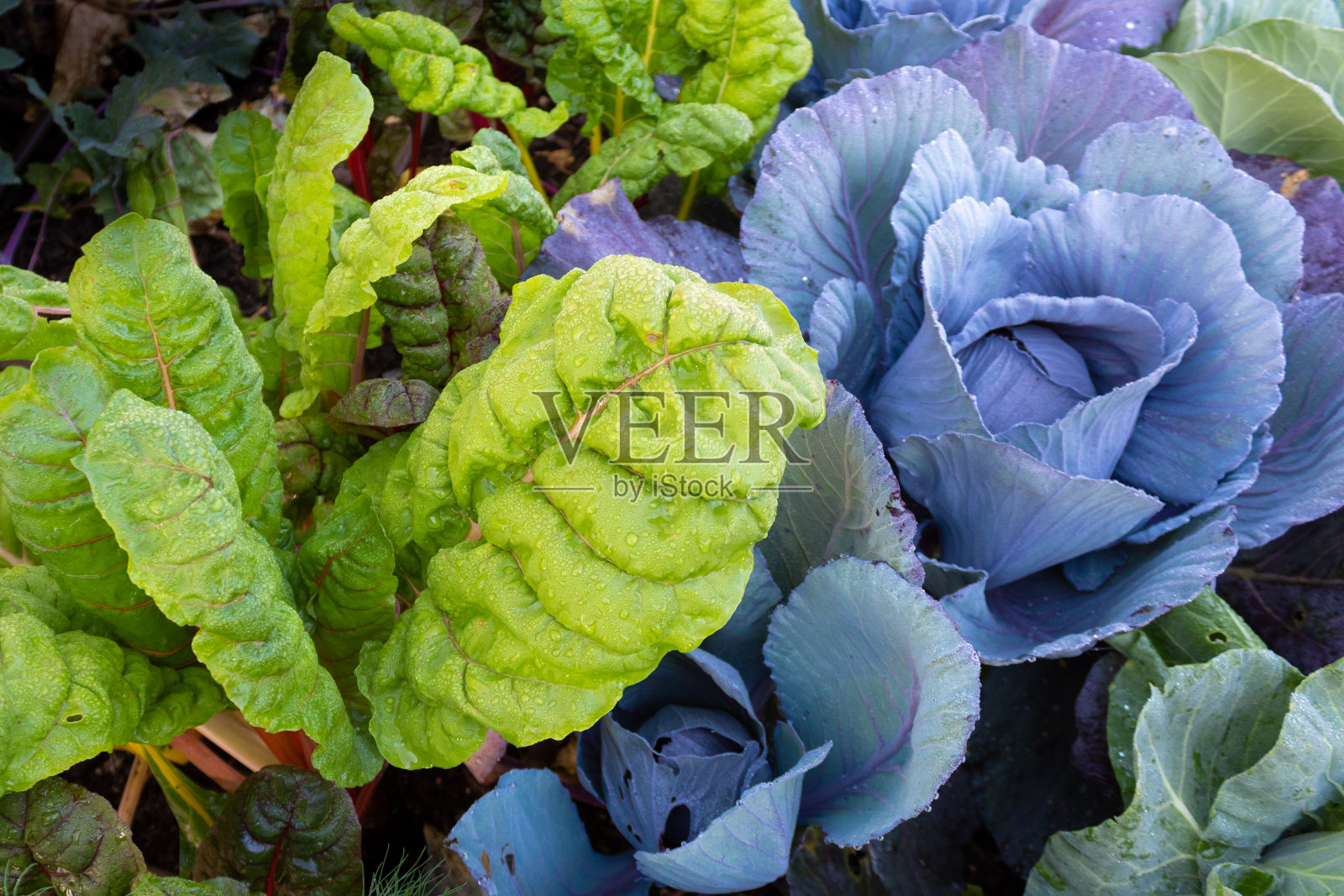 瑞士甜菜和深蓝色卷心菜一起生长，有机耕作技术，社区花园景象照片摄影图片