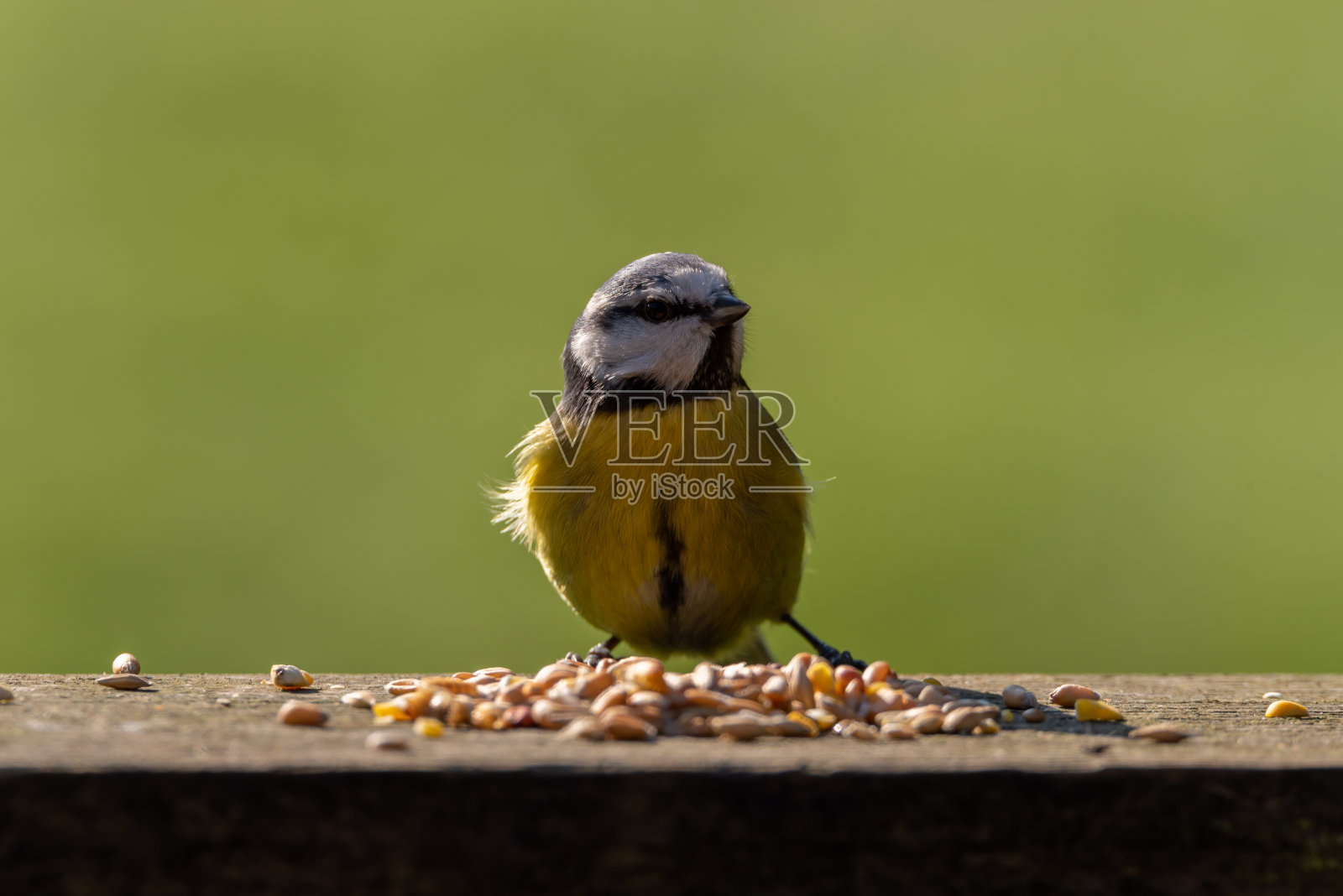 欧亚蓝山雀在清晰的绿色背景下进食。照片摄影图片