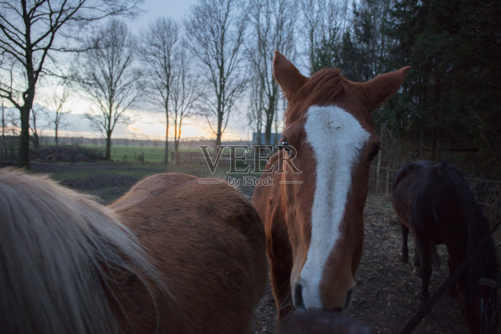 荷兰的马场照片摄影图片