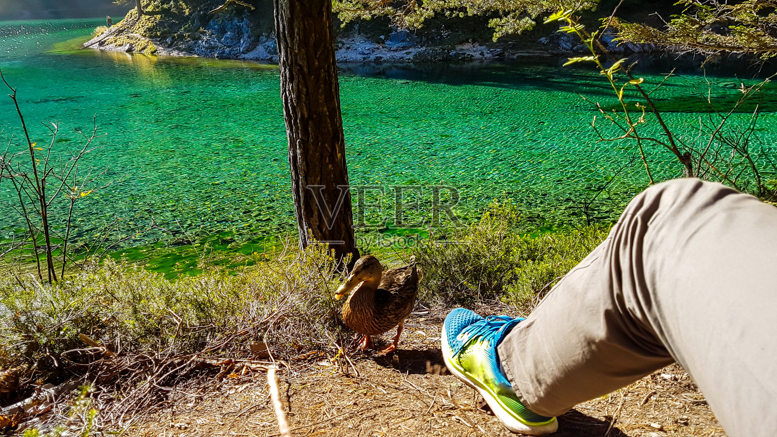 绿湖：一只鸭子从人们那里偷食物照片摄影图片