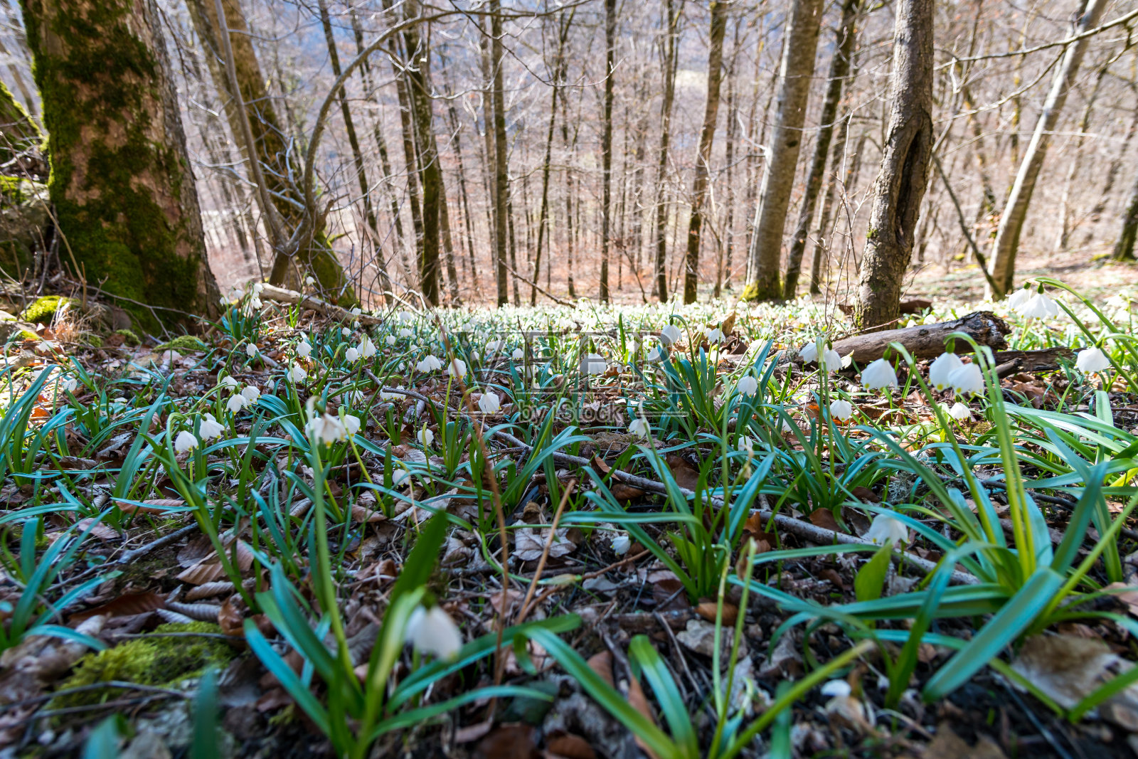 春天在美丽的多瑙河山谷徒步旅行照片摄影图片