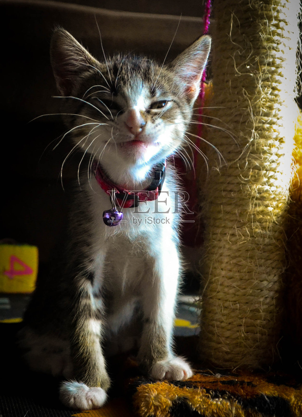 猫照片摄影图片