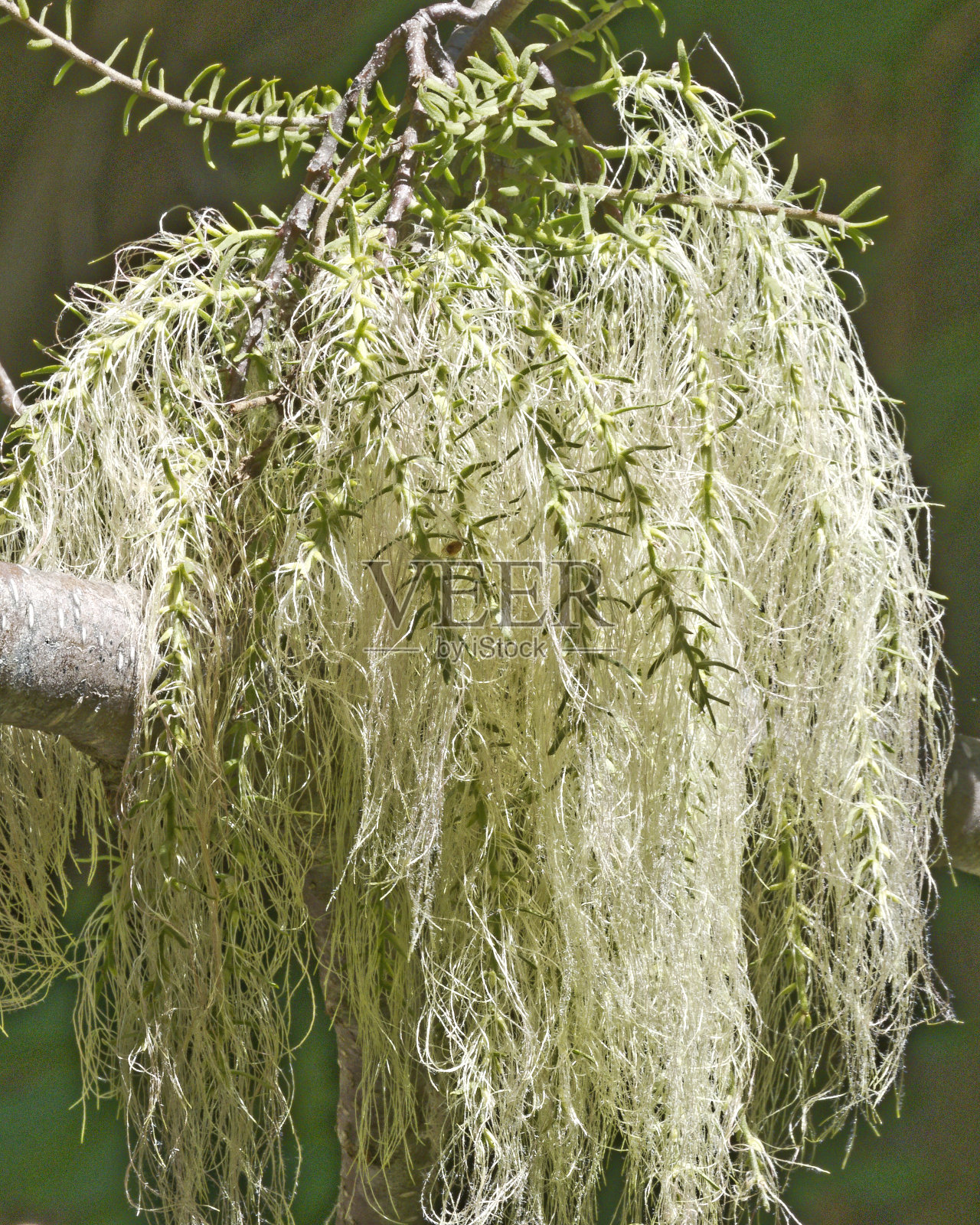 生长在巴塔哥尼亚森林中的果状地衣老人胡须照片摄影图片
