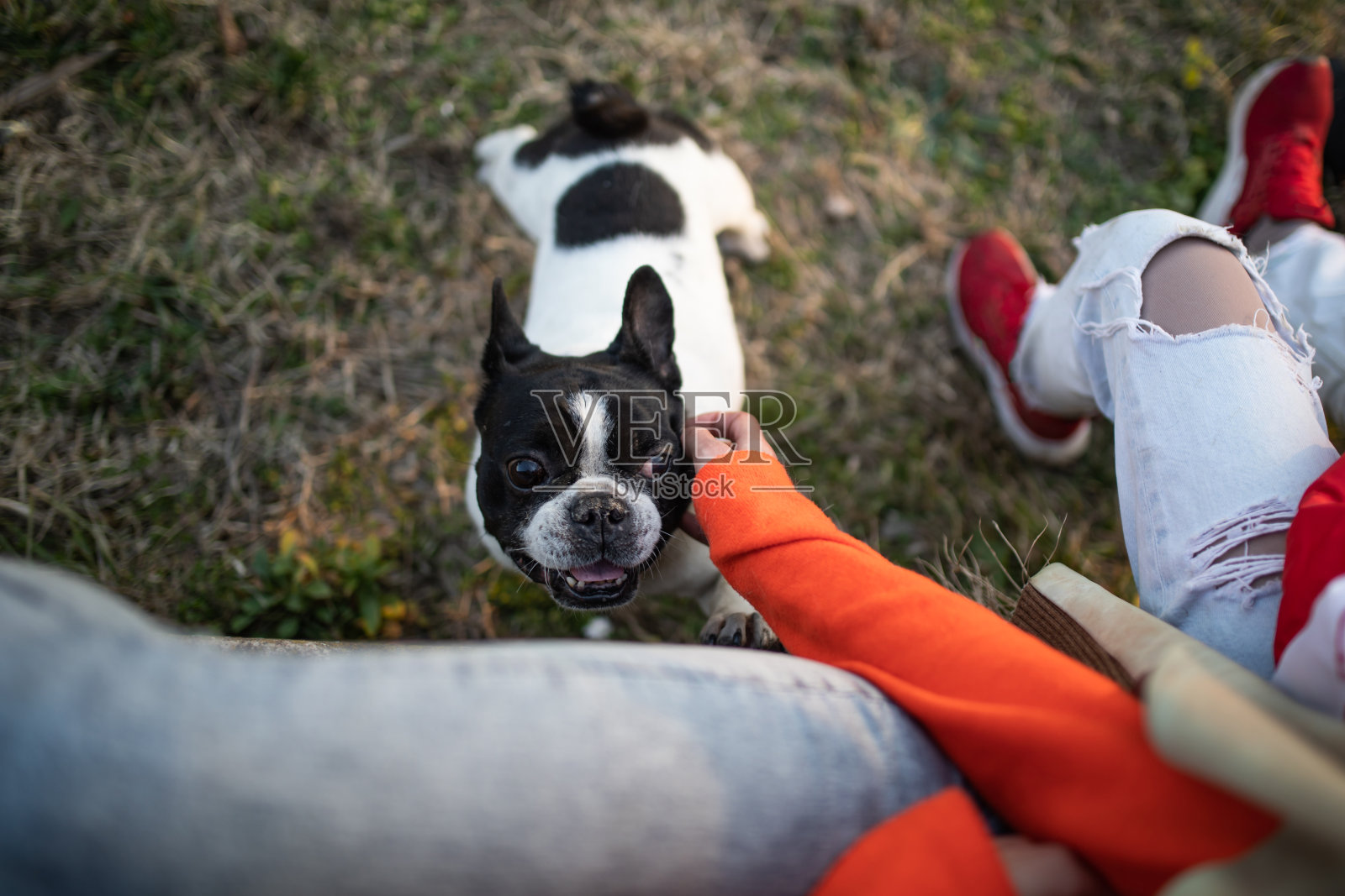 一只狗喘着气，主人正在抚摸它的库存照片照片摄影图片