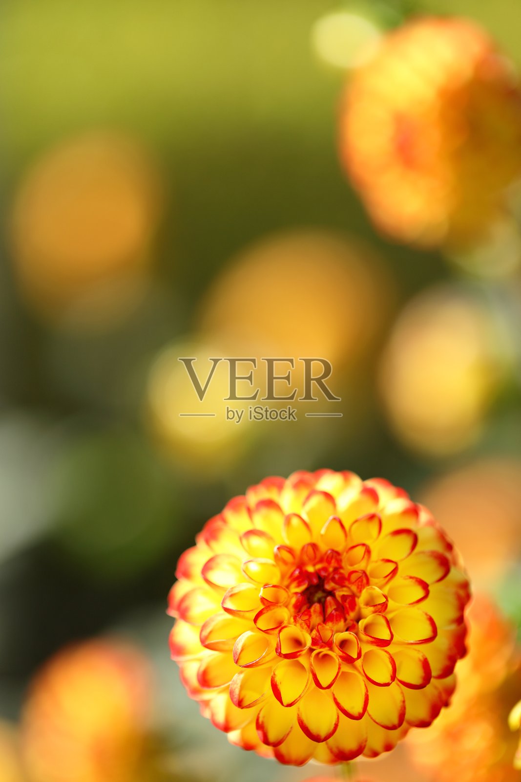 日本奈良的大丽花照片摄影图片