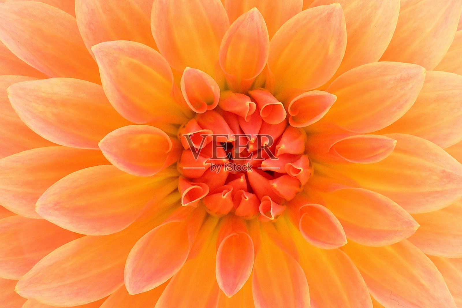 日本奈良的大丽花照片摄影图片