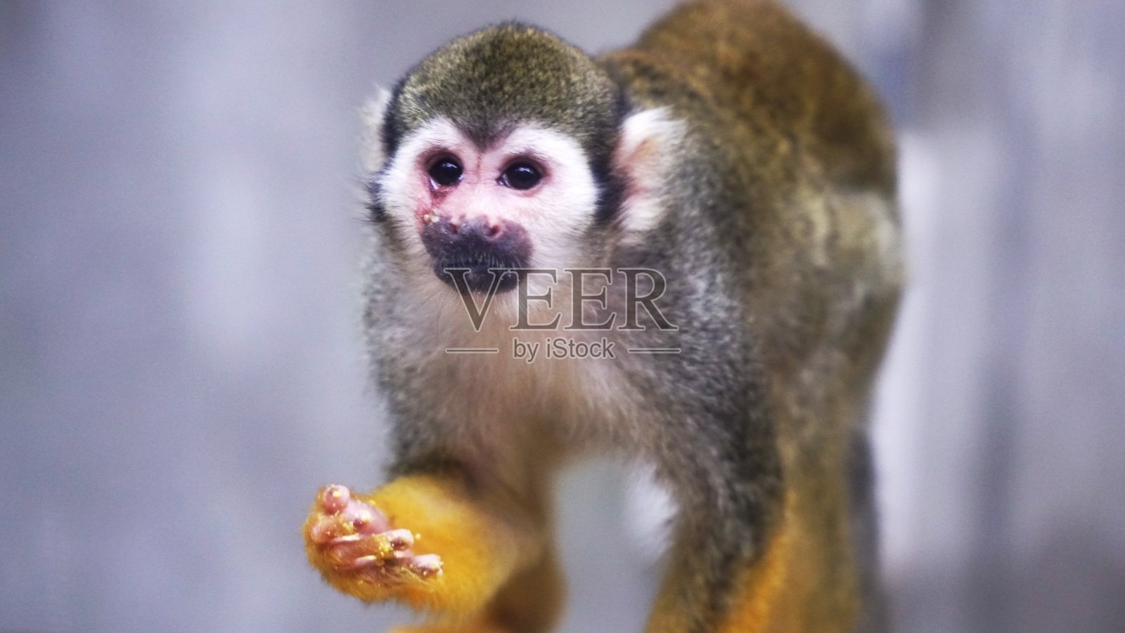 可爱的松鼠猴照片摄影图片