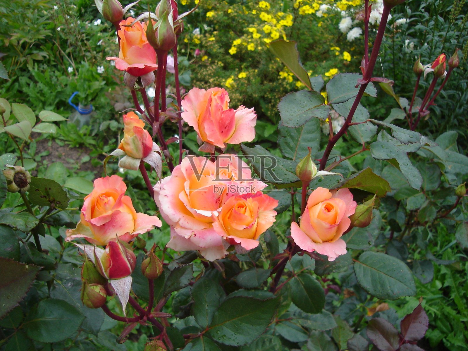 开花植物种类繁多照片摄影图片