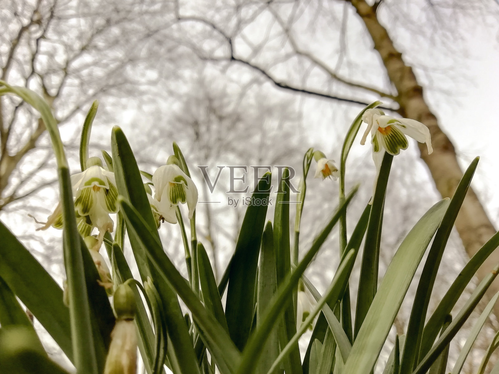 铃兰照片摄影图片