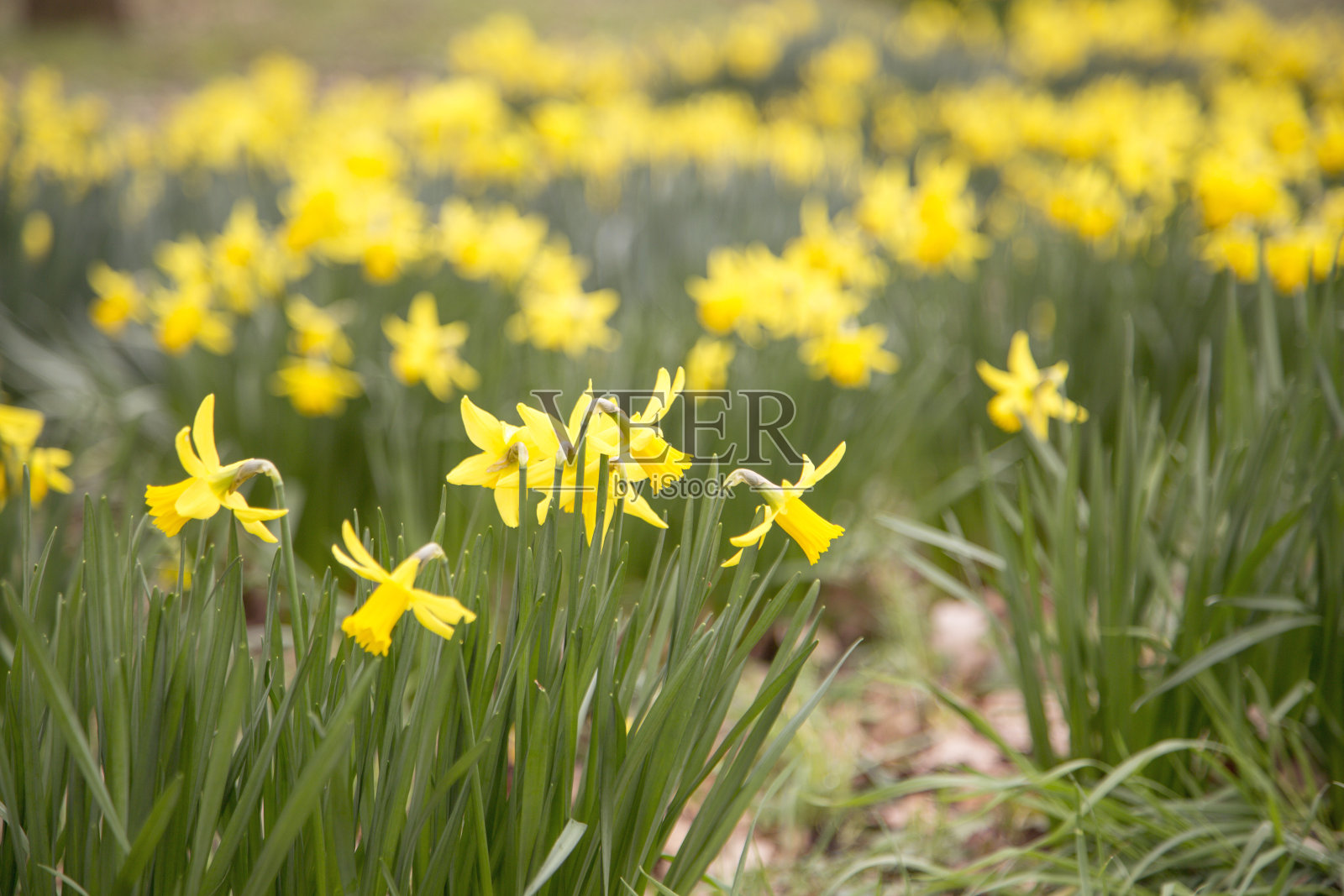 水仙花照片摄影图片
