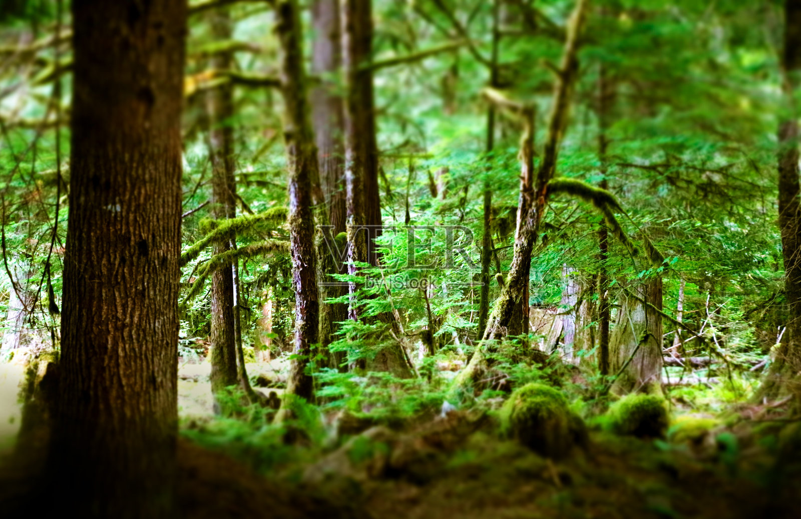 进了树林照片摄影图片