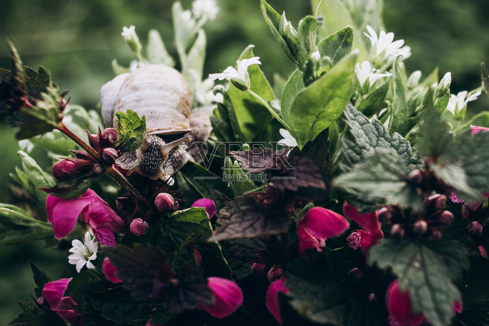 大蜗牛望着，爬在五颜六色的春花上。空间的文本。美丽的时刻。拯救环境。植物群和动物群。春天的画面。野外的生活。阳光明媚的公园照片摄影图片