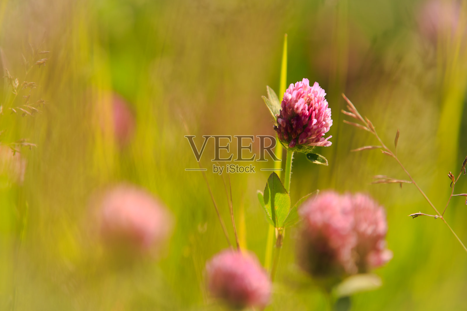 特写的粉红色三叶草的背景草。照片摄影图片