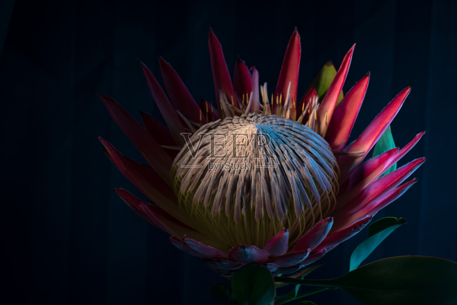 盛开的protea花特写照片摄影图片