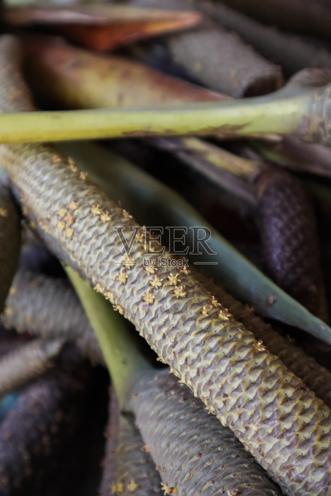 雄性棕榈树花茎照片摄影图片