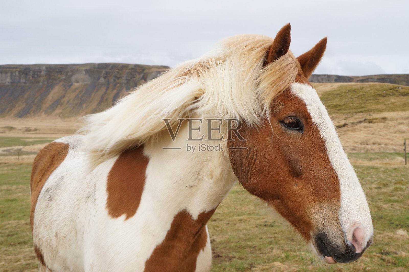 马在冰岛照片摄影图片