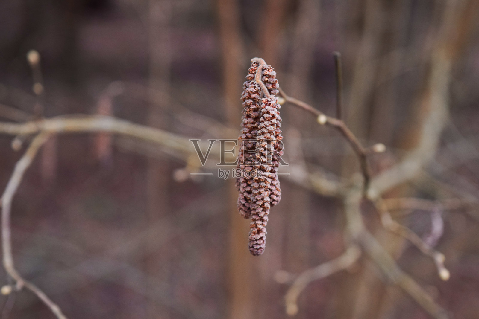 榛子照片摄影图片